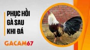 Bí kíp phục hồi gà sau khi đá