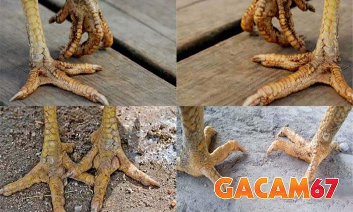 Tìm hiểu về bệnh nấm chân ở gà