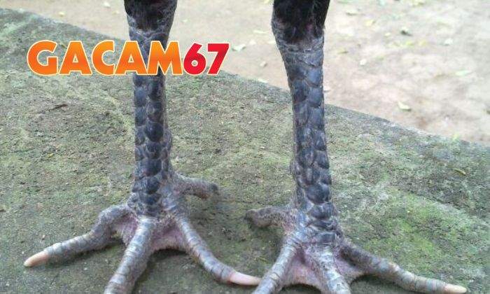 Cách chọn gà mang vảy Thới Hoa Đăng chuẩn nhất