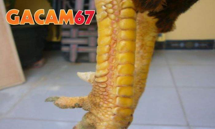 Cách nhận biết gà mang vảy Độc Biên chuẩn nhất