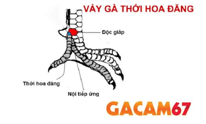 Cách nhận biết vảy gà Thới Hoa Đăng