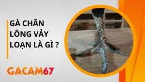 Gà Chân Lông Vảy Loạn Là Gì Tìm Hiểu Chi Tiết Cùng Gacam67
