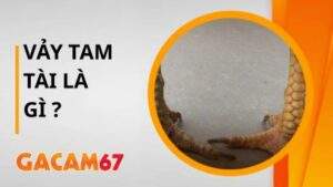 Gà Mang Vảy Tam Tài Đá Có Hay Không Tìm Hiểu Chi Tiết Cùng Gacam67