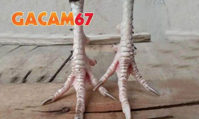 Gà chân lông vảy loạn tốt hay xấu Gà chân lông vảy loạn tốt hay xấu