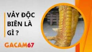 Vảy Độc Biên – Dấu Hiệu Nhận Biết Của Chiến Kê Bất Bại