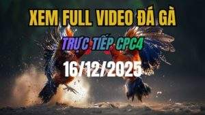 Xem Lại Video Đá Gà CPC4 Trực Tiếp Ngày 16/12/2025