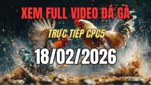 Xem Lại Video Đá Gà CPC5 Trực Tiếp Ngày 18/01/2026