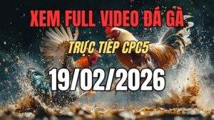 Xem Lại Video Đá Gà CPC5 Trực Tiếp Ngày 19/01/2026